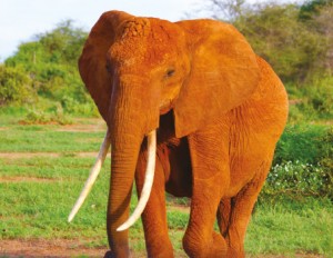 Get Active: Noah’s Ark
